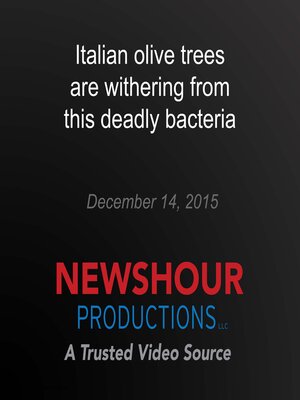 cover image of Italian olive trees are withering from this deadly bacteria